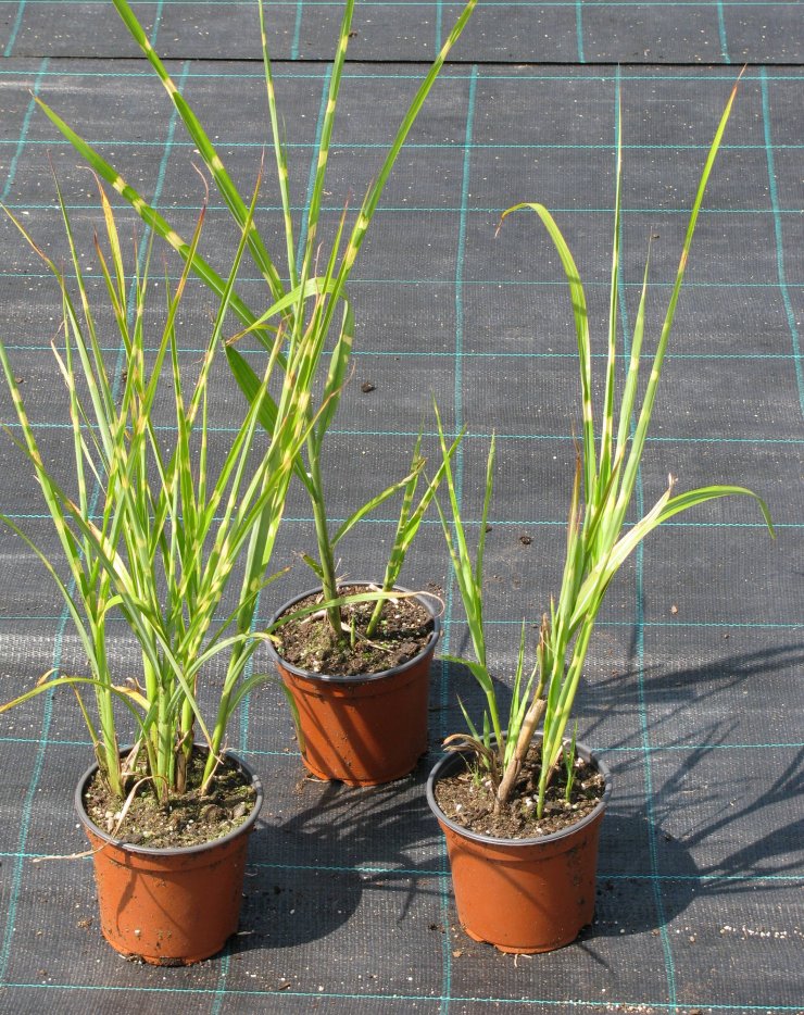 Miscanthus sinensis 'Strictus'